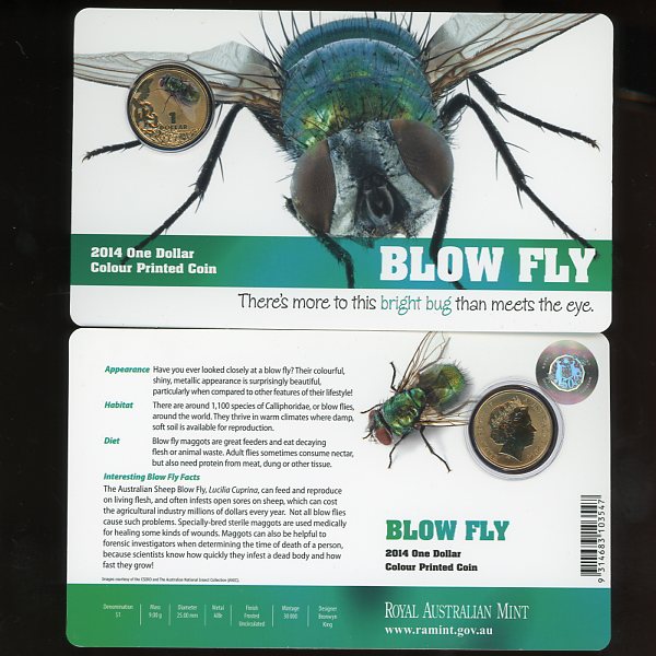 Thumbnail for 2014 Bright Bugs - Blow Fly